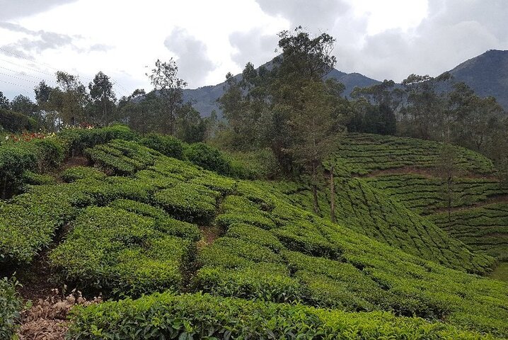 Experience a tea plantation walk and factory tour in Munnar, India, photo 6 | wizardtrip