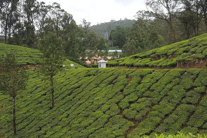 Experience a tea plantation walk and factory tour in Munnar, India, photo 7 | wizardtrip