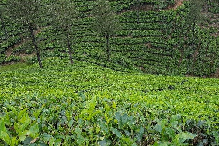 Experience a tea plantation walk and factory tour in Munnar, India, photo 8 | wizardtrip