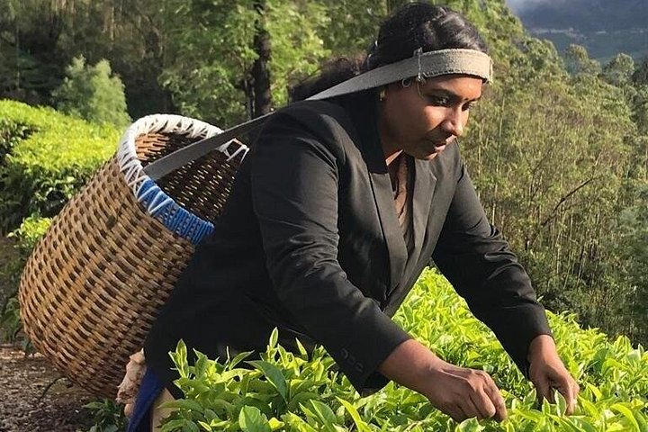 Experience a tea plantation walk and factory tour in Munnar, India, photo 9 | wizardtrip