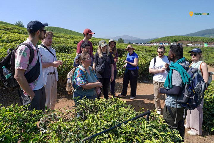 Experience a tea plantation walk and factory tour in Munnar, India, photo 11 | wizardtrip