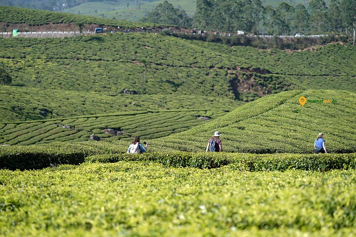 Experience a tea plantation walk and factory tour in Munnar, India, photo 12 | wizardtrip