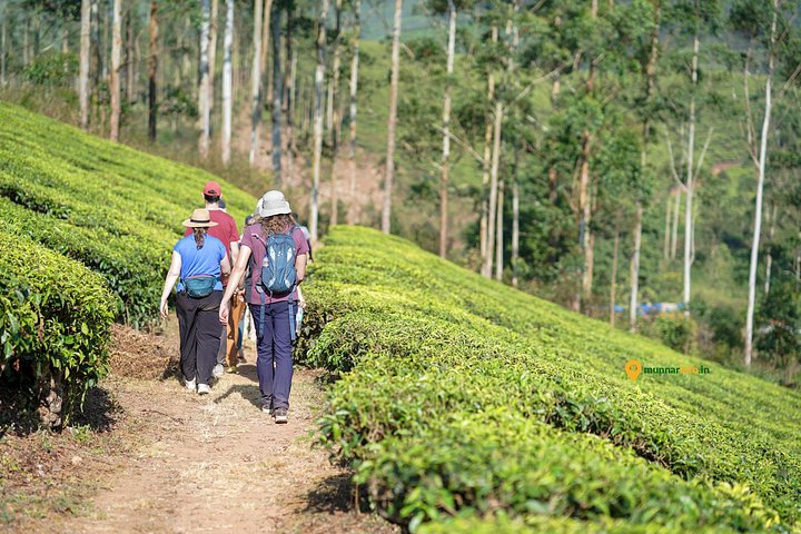 Experience a tea plantation walk and factory tour in Munnar, India, photo 13 | wizardtrip