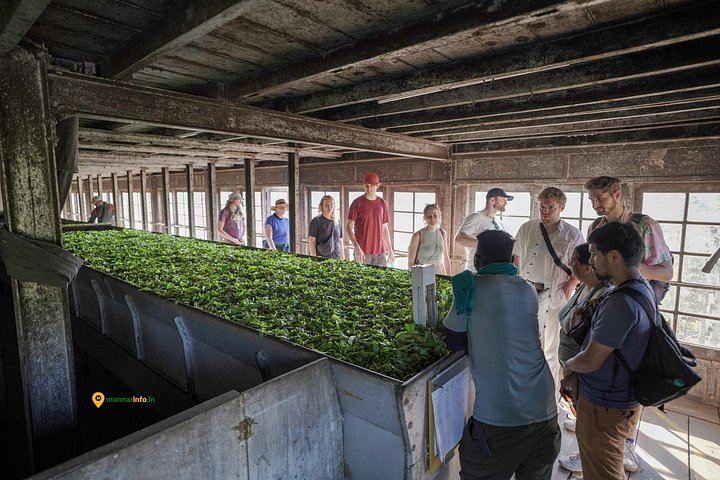 Experience a tea plantation walk and factory tour in Munnar, India, photo 15 | wizardtrip