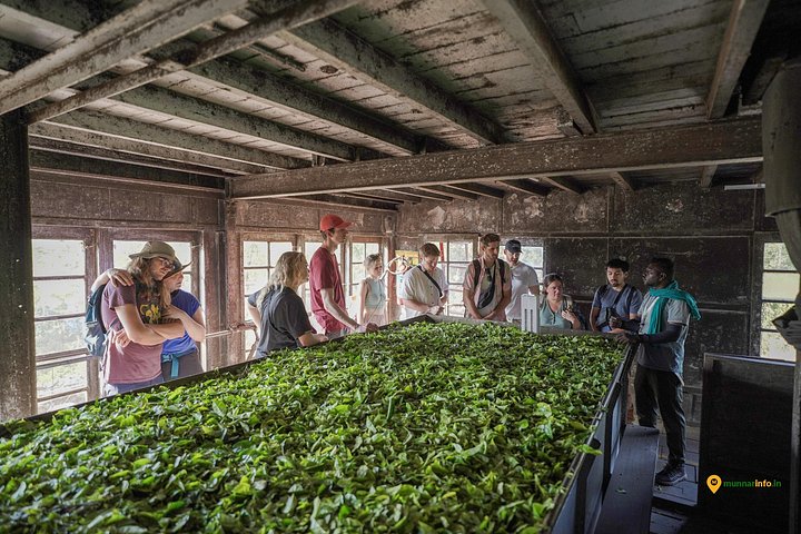 Experience a tea plantation walk and factory tour in Munnar, India, photo 16 | wizardtrip