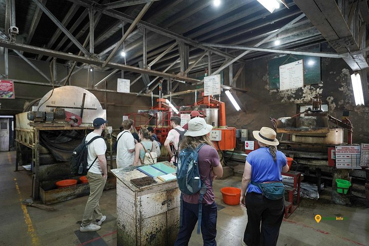 Experience a tea plantation walk and factory tour in Munnar, India, photo 17 | wizardtrip