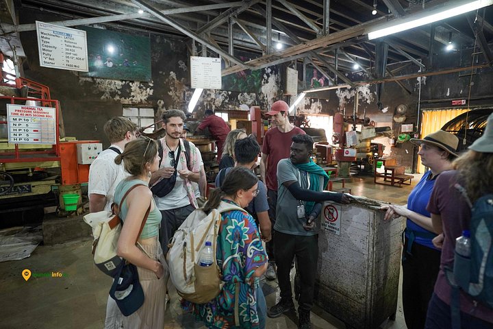 Experience a tea plantation walk and factory tour in Munnar, India, photo 19 | wizardtrip