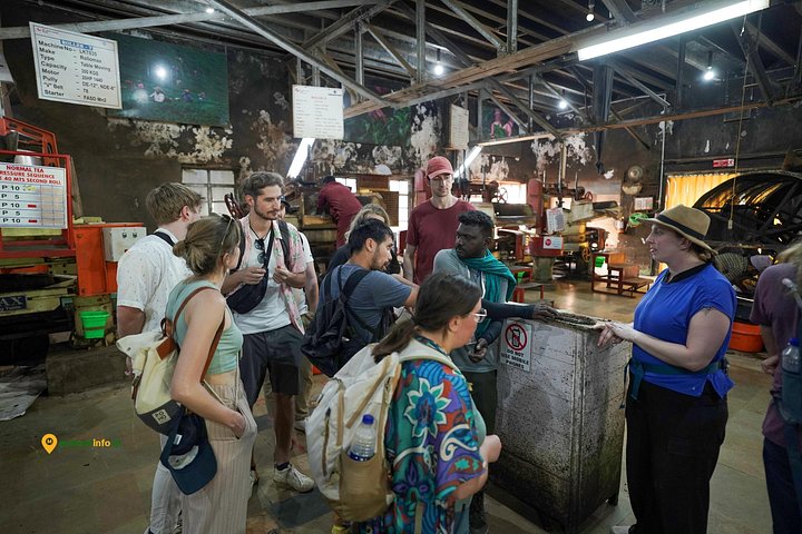 Experience a tea plantation walk and factory tour in Munnar, India, photo 20 | wizardtrip