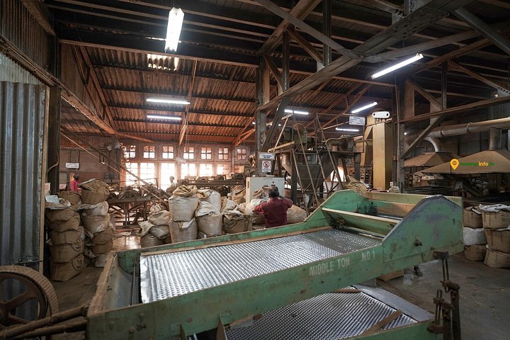 Experience a tea plantation walk and factory tour in Munnar, India, photo 23 | wizardtrip