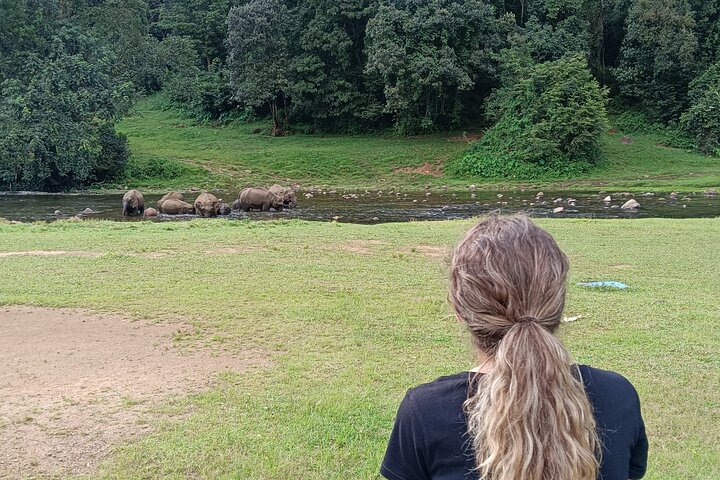 Scopri il tour della vita degli elefanti selvatici ad Anakulam, Munnar, con viste panoramiche e cultura locale, foto 9 | wizardtrip