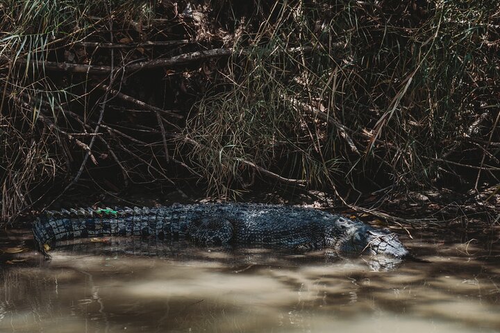 Dagstur til Kakadu National Park fra Darwin med oprindelig klippekunst og kulturelle krydstogter, foto 7 | wizardtrip
