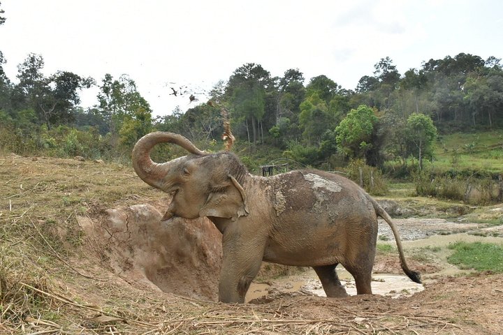 Care Pride Elephants: Ganztägige Tour | wizardtrip