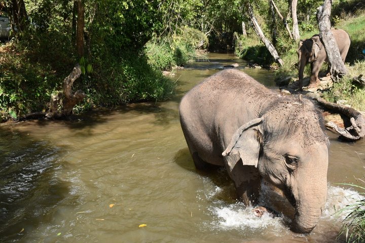 Passeio ético em santuário de elefantes em Chiang Mai, Tailândia, oferecendo interação e cuidados na selva, foto 7 | wizardtrip
