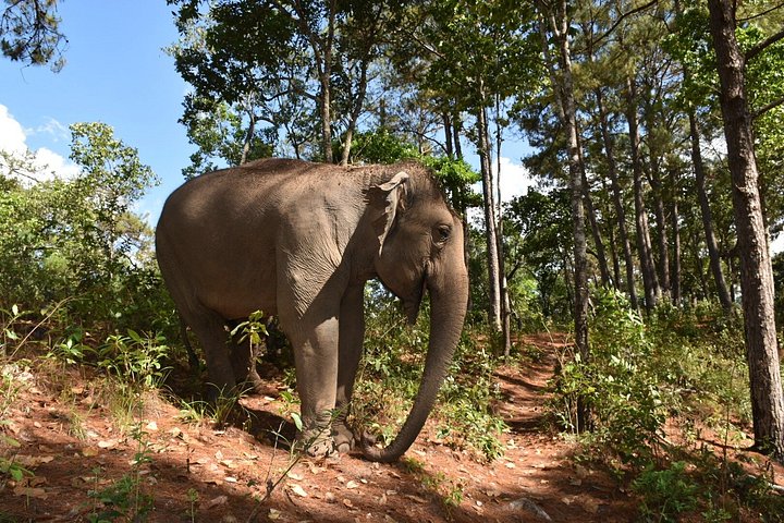 Passeio ético em santuário de elefantes em Chiang Mai, Tailândia, oferecendo interação e cuidados na selva, foto 12 | wizardtrip