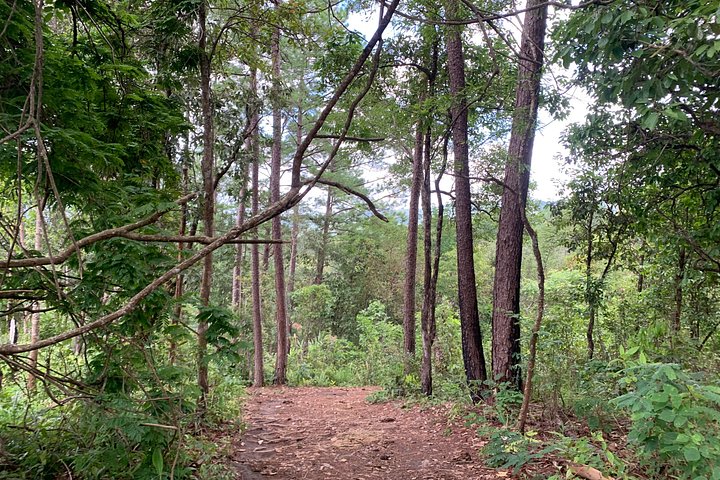 Passeio ético em santuário de elefantes em Chiang Mai, Tailândia, oferecendo interação e cuidados na selva, foto 14 | wizardtrip