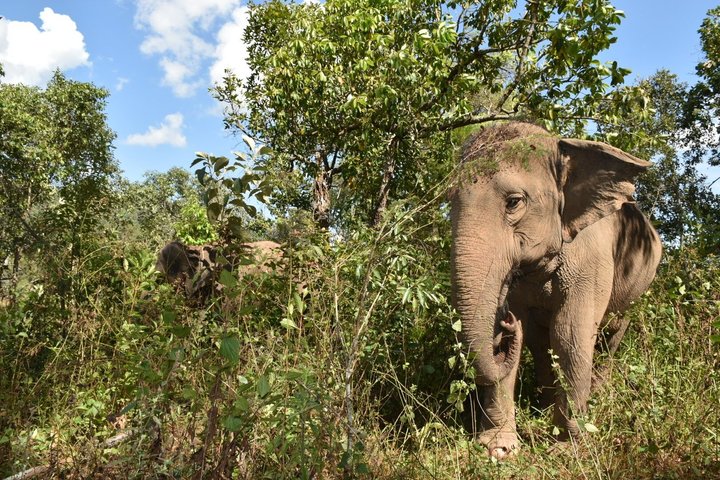 Passeio ético em santuário de elefantes em Chiang Mai, Tailândia, oferecendo interação e cuidados na selva, foto 15 | wizardtrip
