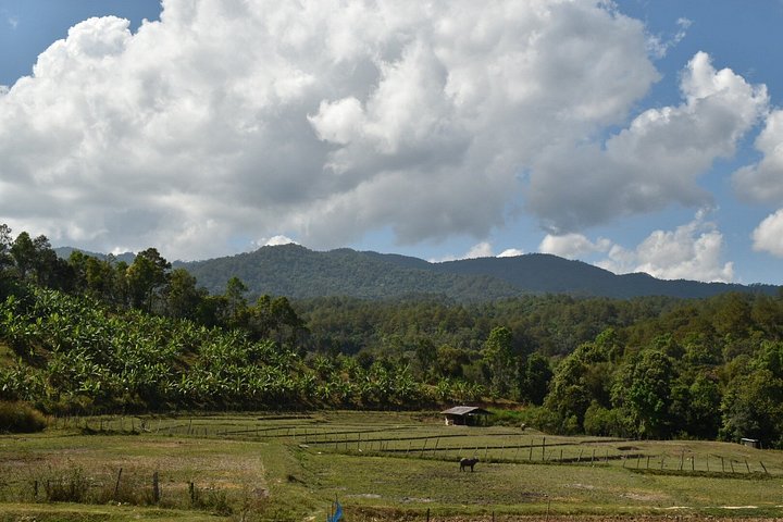 Passeio ético em santuário de elefantes em Chiang Mai, Tailândia, oferecendo interação e cuidados na selva, foto 16 | wizardtrip