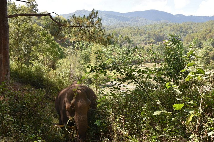 Passeio ético em santuário de elefantes em Chiang Mai, Tailândia, oferecendo interação e cuidados na selva, foto 17 | wizardtrip