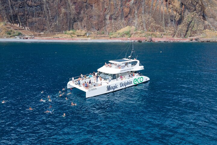 Observation Dauphins et Baleines Madère Catamaran Écologique | wizardtrip