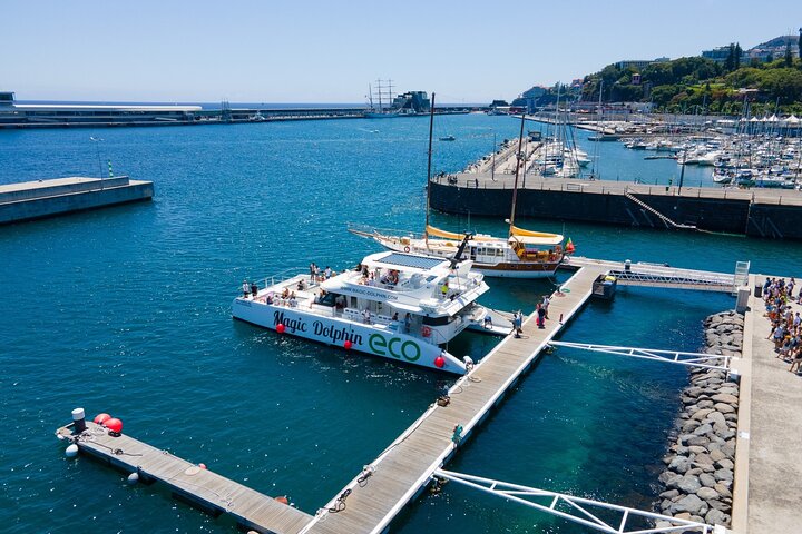 Eco-friendly catamaran tour for dolphin and whale watching off the coast of Funchal, Madeira, photo 8 | wizardtrip