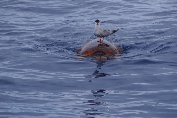 Eco-friendly catamaran tour for dolphin and whale watching off the coast of Funchal, Madeira, photo 9 | wizardtrip