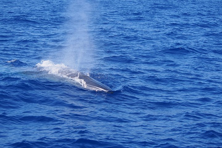 Eco-friendly catamaran tour for dolphin and whale watching off the coast of Funchal, Madeira, photo 10 | wizardtrip