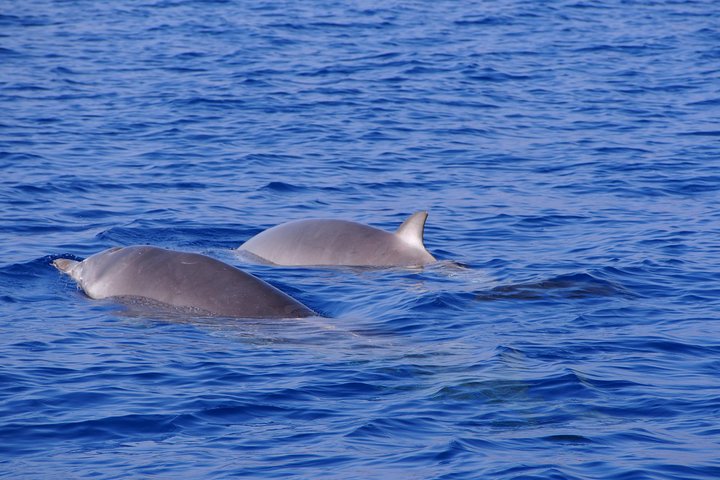 Eco-friendly catamaran tour for dolphin and whale watching off the coast of Funchal, Madeira, photo 11 | wizardtrip