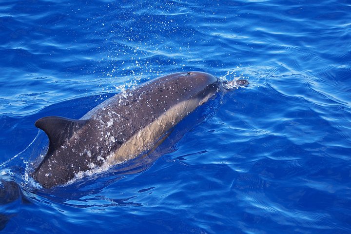 Eco-friendly catamaran tour for dolphin and whale watching off the coast of Funchal, Madeira, photo 12 | wizardtrip