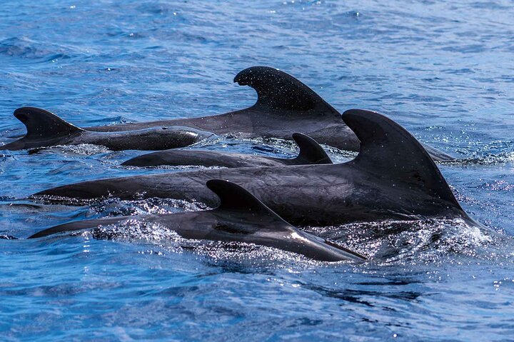 Eco-friendly catamaran tour for dolphin and whale watching off the coast of Funchal, Madeira, photo 14 | wizardtrip