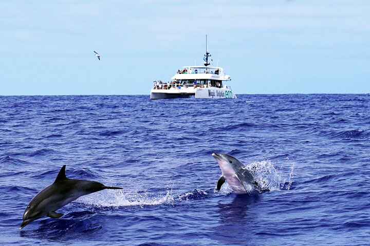 Eco-friendly catamaran tour for dolphin and whale watching off the coast of Funchal, Madeira, photo 15 | wizardtrip