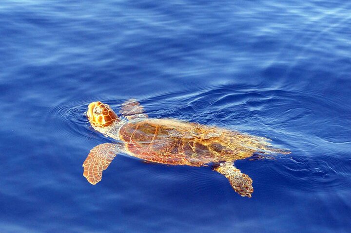 Delfin-, Wal-, Schildkröten- & Vogelbeobachtungstour | wizardtrip