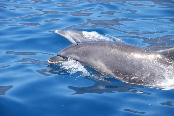 Embárcate en una emocionante aventura de safari marino para avistar delfines y ballenas desde Funchal, Madeira, foto 6 | wizardtrip