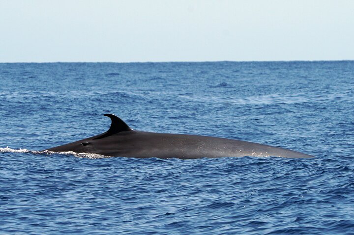 Embárcate en una emocionante aventura de safari marino para avistar delfines y ballenas desde Funchal, Madeira, foto 8 | wizardtrip