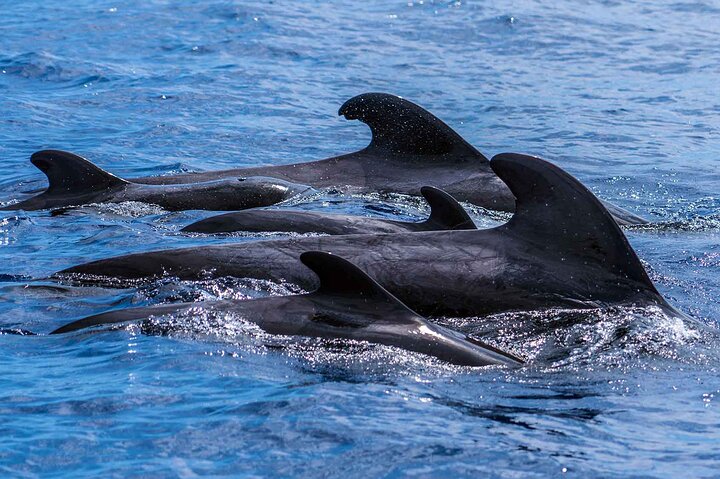 Embárcate en una emocionante aventura de safari marino para avistar delfines y ballenas desde Funchal, Madeira, foto 9 | wizardtrip