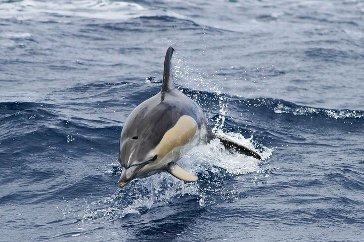 Embárcate en una emocionante aventura de safari marino para avistar delfines y ballenas desde Funchal, Madeira, foto 10 | wizardtrip