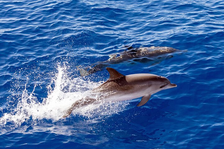 Embárcate en una emocionante aventura de safari marino para avistar delfines y ballenas desde Funchal, Madeira, foto 11 | wizardtrip
