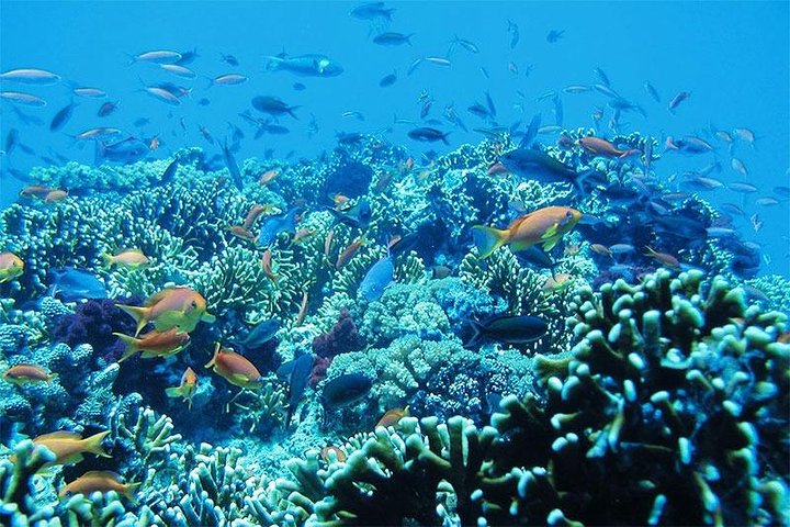 Tour privé de snorkeling et de cascades à Bali, Indonésie, avec le Blue Lagoon et des paysages tropicaux, photo 41 | wizardtrip