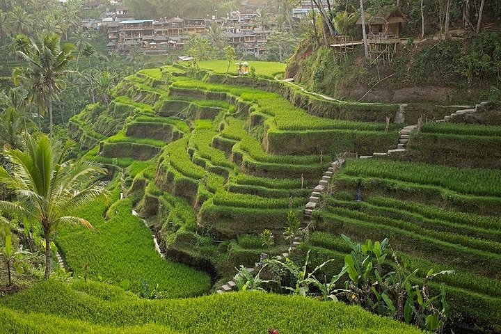 Privé tour langs Ubud's rijstterrassen, tempels, watervallen en Bali swing, foto 35 | wizardtrip