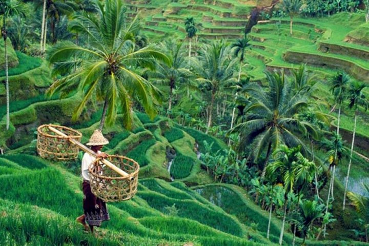 Privé tour langs Ubud's rijstterrassen, tempels, watervallen en Bali swing, foto 45 | wizardtrip