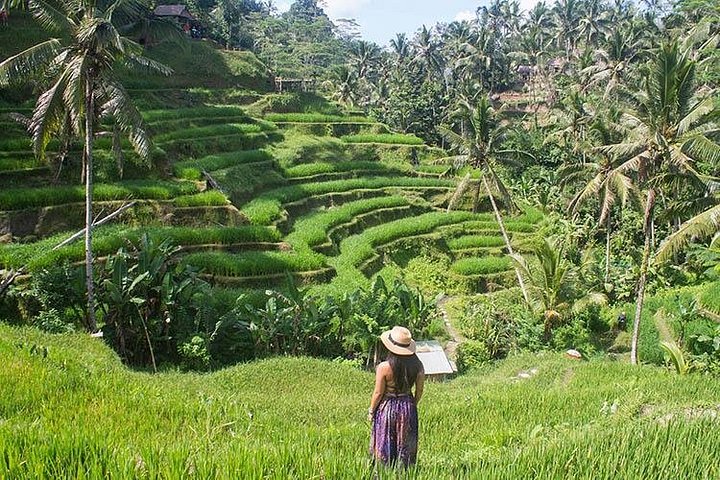 Private Tour erkundet den Affenwald, Dschungelschaukeln, Reisterrassen und Wassertempel von Ubud auf Bali, Foto 25 | wizardtrip
