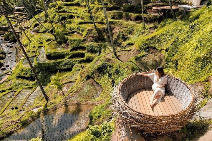 Private Tour erkundet den Affenwald, Dschungelschaukeln, Reisterrassen und Wassertempel von Ubud auf Bali, Foto 26 | wizardtrip