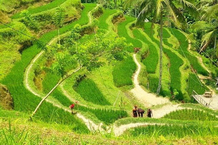 Private Tour erkundet den Affenwald, Dschungelschaukeln, Reisterrassen und Wassertempel von Ubud auf Bali, Foto 27 | wizardtrip