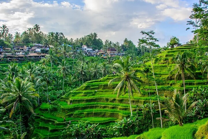 Private Tour erkundet den Affenwald, Dschungelschaukeln, Reisterrassen und Wassertempel von Ubud auf Bali, Foto 33 | wizardtrip