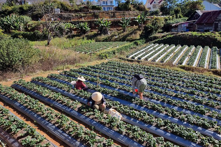Een schilderachtige groepstour die het platteland van Da Lat, watervallen en de lokale cultuur in Vietnam verkent, foto 12 | wizardtrip