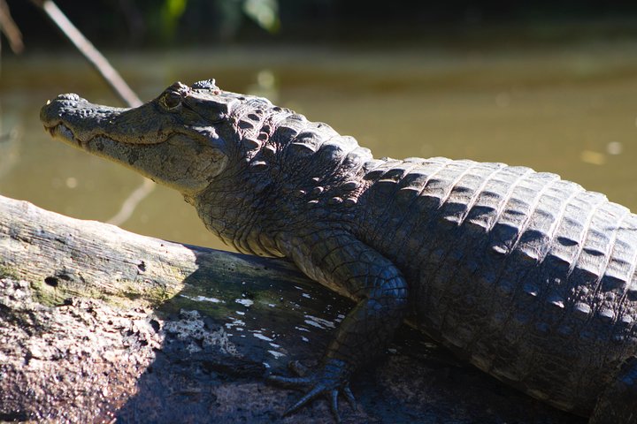 Passeio de canoa navegando pelos exuberantes canais do Parque Nacional Tortuguero, Costa Rica, observando a vida selvagem, foto 9 | wizardtrip