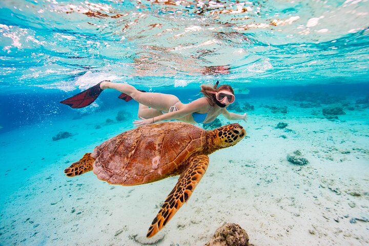 Nager Avec Les Tortues Rarotonga | wizardtrip