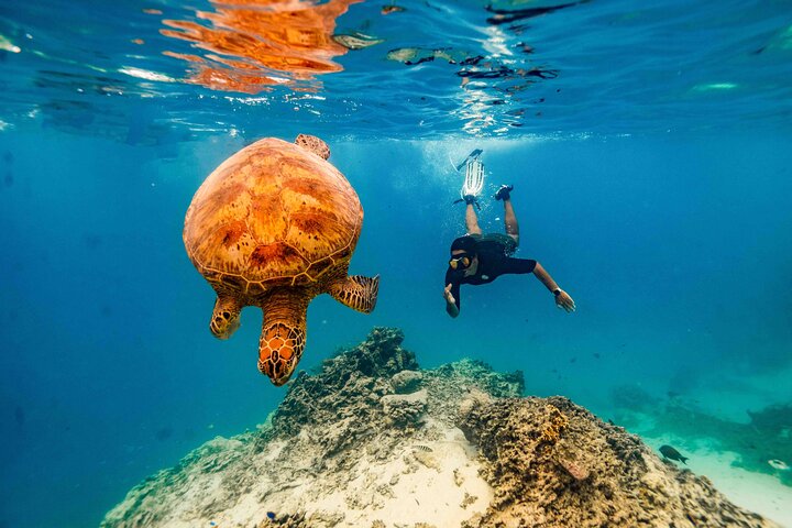 Guidad snorklingstur för att simma med sköldpaddor och marint liv i Rarotongas Avaavaroa Passage, foto 6 | wizardtrip