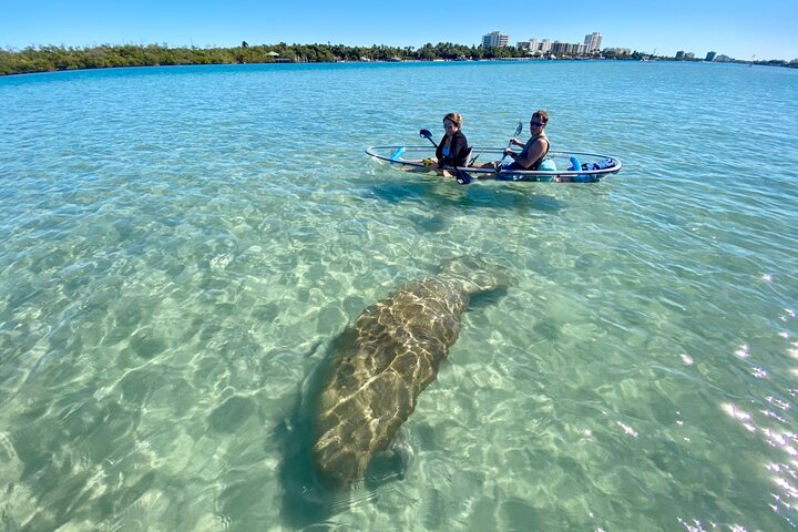 Øko-kajakktur med klar kajakk i Jupiter, Florida, som viser dyreliv og mangrover, foto 10 | wizardtrip