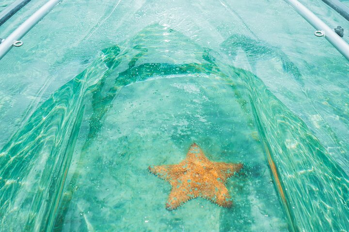 Øko-kajakktur med klar kajakk i Jupiter, Florida, som viser dyreliv og mangrover, foto 15 | wizardtrip