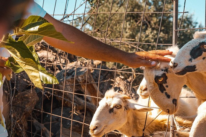 Cours de cuisine crétoise authentique avec des ingrédients frais et des vues magnifiques en Crète, Grèce, photo 10 | wizardtrip